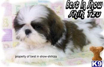 SEE OUR VIDEO/SLIDE SHOW AND PICTURES OF BEAUTIFUL CHAMPION SIRED PUPPIES